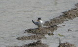 Least Tern