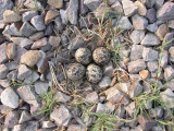 Killdeer nest