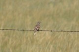 McCowns Longspur