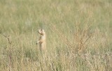 White-tailed Prairie Dog