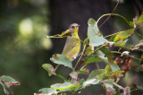 Nashville Warbler