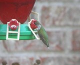 Ruby-throated Hummingbird at feeder (for size comparison)