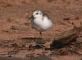 Sanderling