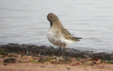 Dunlin