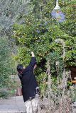 Fond of  arbutus berries - Gourmande darbouses