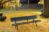 Sous le Ginkgo biloba - Under the Gingko