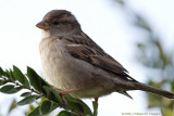 Immature Eurasian Tree Sparrow - Moineau friquet juvnile