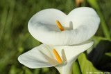 Zantedeschia aethiopica - Richarde dAfrique