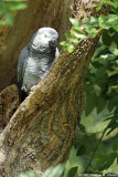 Grey Parrot - Perroquet gris