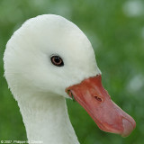 Coscoroba swan - Cygne coscoroba