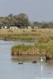 Laigrette et les ragondins