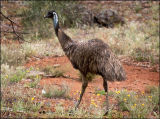 Emu