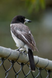 Grey Butcherbird