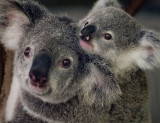 Koala mother and baby