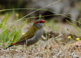 Red Browed Firetail