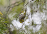 Waxeye