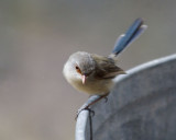 Fairy Wren (female)