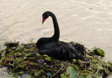 Nesting Black Swan