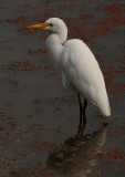 Intermediate Egret