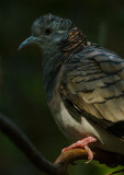 Bar Shouldered Dove