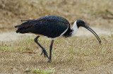 Straw-Necked Ibis