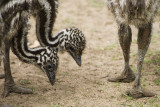 Emu Chicks