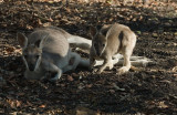 Whiptail Wallaby and Joey