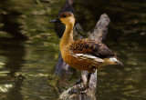 Whistling Duck