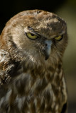 Barking Owl