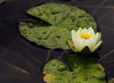 Water Lily