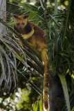 Tree Kangaroo