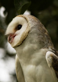 Barn Owl