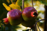 Pomegranates