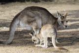 Grey Kangaroo and Joey