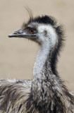 Emu