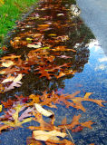 Leaf Puddle Reflection