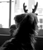 MAXimum Reindeer
