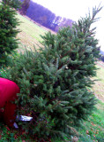 Pops Cutting Down Our Tree