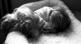 Max Nap