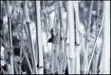 Bamboo Image 22