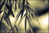 Bamboo Image 20