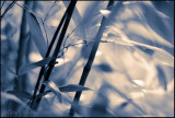 Bamboo Image 38