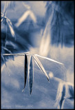 Bamboo Image 44