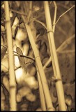 Bamboo Image 45