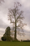 Oak tree