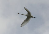 spoonbill2