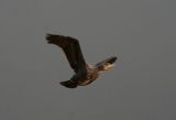 cormorant1