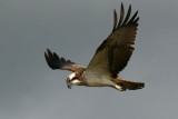 Osprey ( Pandion haliaetus )