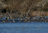 Ducks ( Bolgheris marsh )