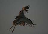 Night Heron in the last ray of the day